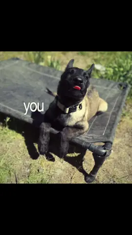 A post by @jasminekariina on TikTok caption: #CapCut #belgianmalinois #maligator #malinois 