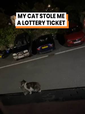 A post by @gofetch on TikTok caption: Can someone explain why cats do this?? 😅 (@meganchristiann) #funnyanimals #fyp #funnytiktok #talkinganimals #fetch #voiceover #icebucket #romefromabove #peppermayo #dogs #animalsoftiktok #original #talkingdog #funnycat #CatsOfTikTok