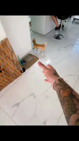 A post by @nikki_chihuahuaa on TikTok caption: kuchi kuchi ku niki 😂 #pet #foryou #PetsOfTikTok #fypシ #chihuahua #dog 