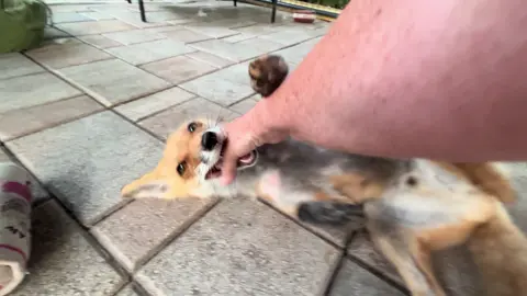A post by @foxtalesflorida on TikTok caption: Johnny Fox! #foxrescue #foxsanctuary #nonprofit #foxtalesflorida 
