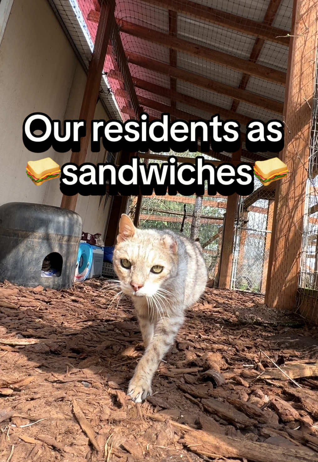 A post by @wildcatridgesanctuary on TikTok caption: Replying to @Bugbite  Our residents as 🥪sandwiches🥪.  We had to see this come to life with some of our residents, thanks for fueling our creativity! Hope you enjoy :) #notapet #sanctuary #bengal #savannahcat #lion #tiger #domesticcat #nonprofit #sandwich #grilledcheese #phillycheesesteak #icecream #funny #spongebob 