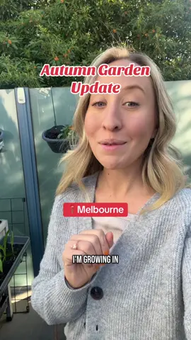 A post by @kia_urbangardener on TikTok caption: Autumn Garden Update in Melbourne ✨ Here is what I’m growing so far 👀 #autumngarden #growinginautumn #growwithme #garden #gardeningforbeginners #autum 