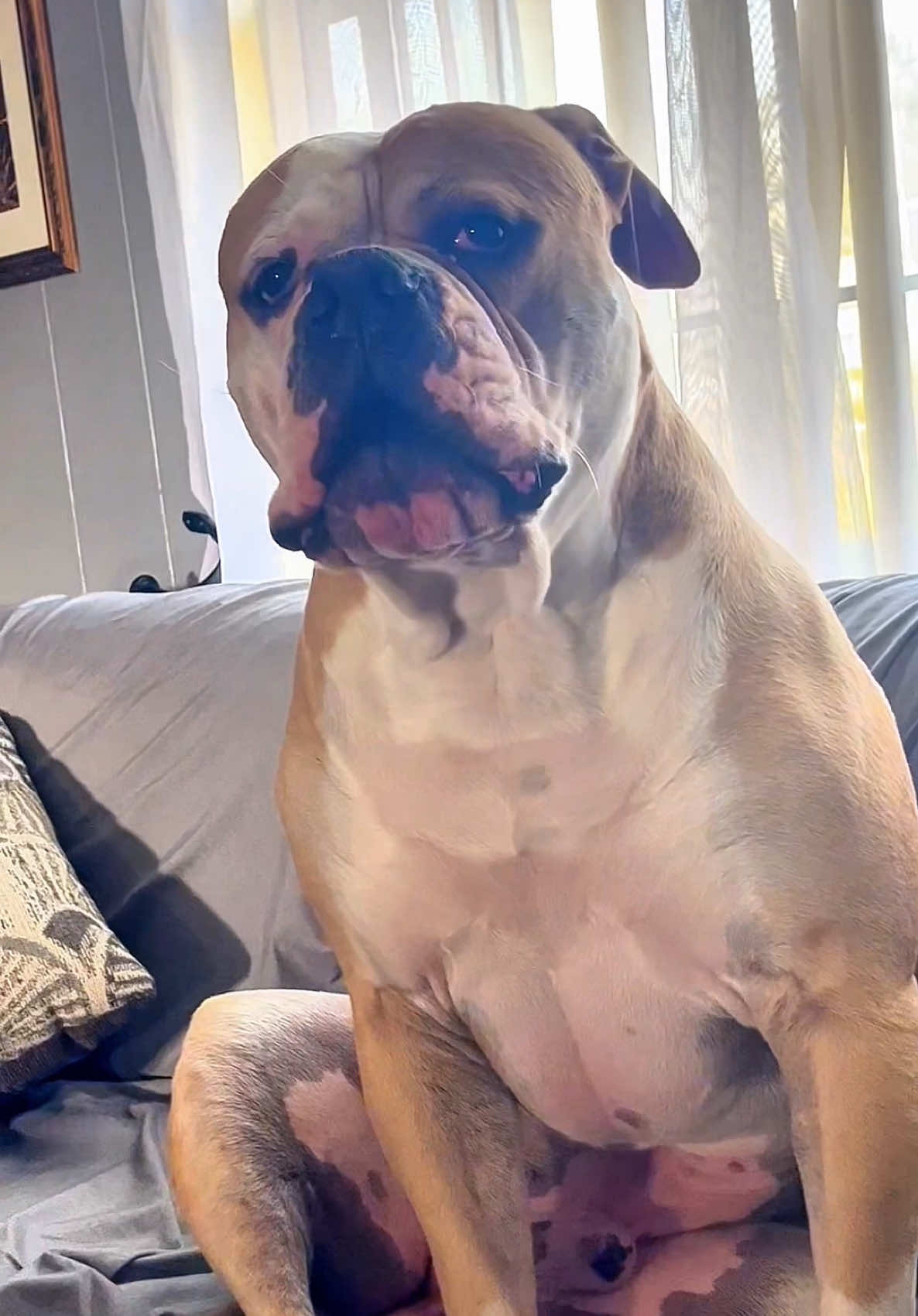 A post by @therxckstxr on TikTok caption: Bite Now, Ask Questions Later: Look, he had a bag, weird shoes, and walked like he owned the place—I panicked. One bite later, no more mail, no more mailman, and my human’s wondering why we haven’t seen a bill in weeks. #rxckstxr #fypシ #dogsoftiktok 