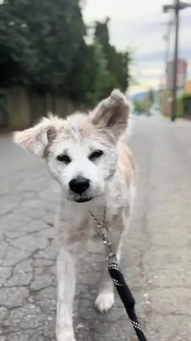 A post by @naokisugarboo on TikTok caption: Me. #Naoki 😎