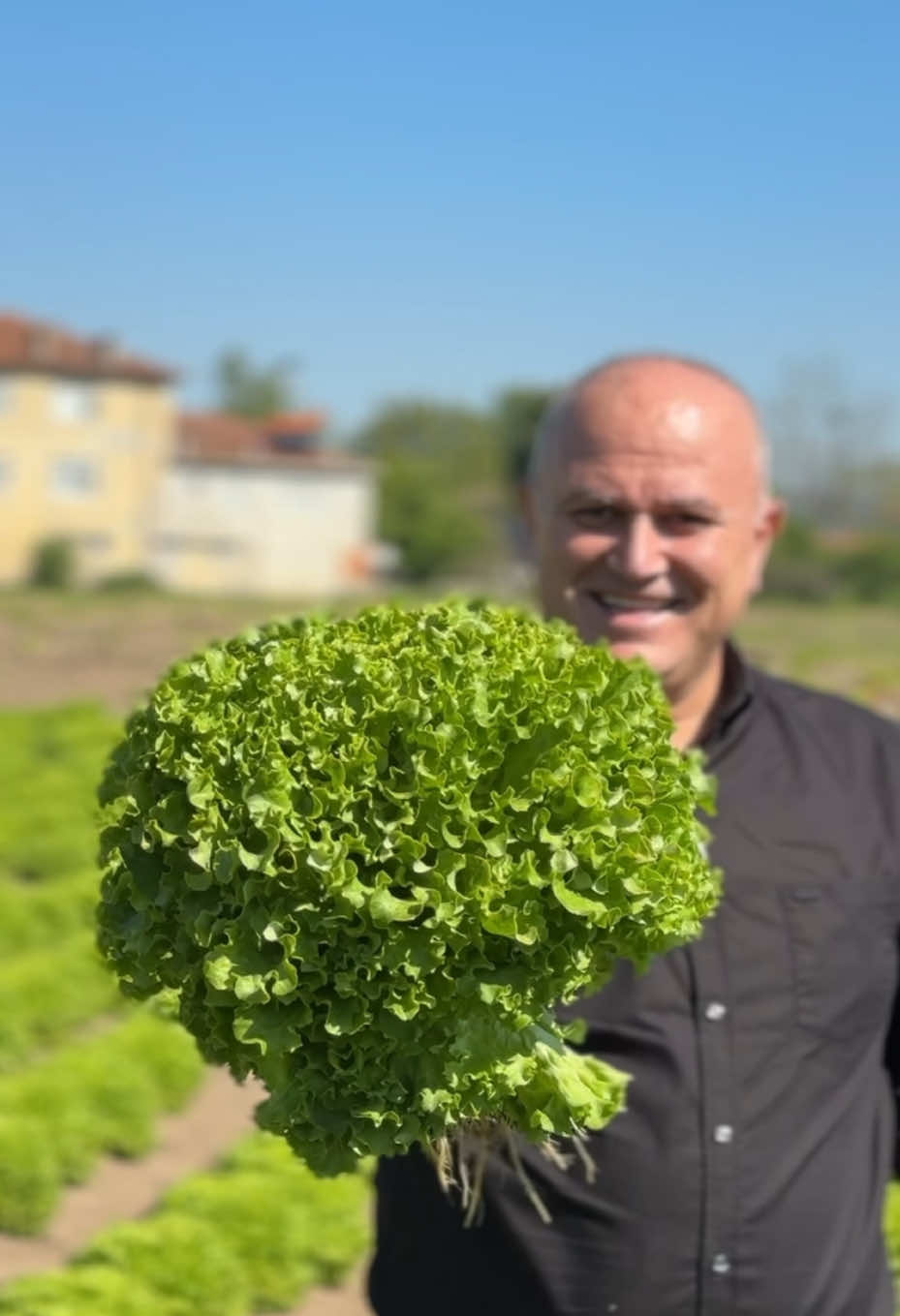 A post by @himmetpolatt on TikTok caption: Kıvırcık hasadı yaptık. . . . . . . . #kıvırcık #hasadı #sebze #salata #kıvırcık#tarla #bağbahçe #bahçe #food #salatatarifleri #türkiye #yemek @Agababadoner 