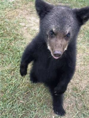A post by @safarisammie on TikTok caption: Baby bear attack 😂