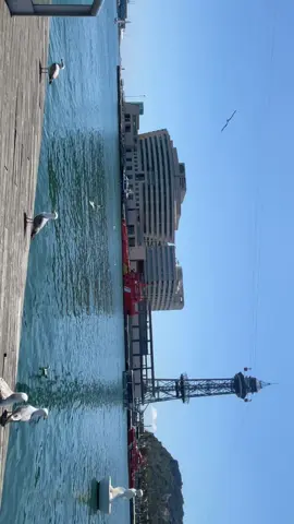 A post by @juuqq1 on TikTok caption: #juuqlaay  الحب للشجعان.. الجبناء تُزوّجهم أمهاتهم