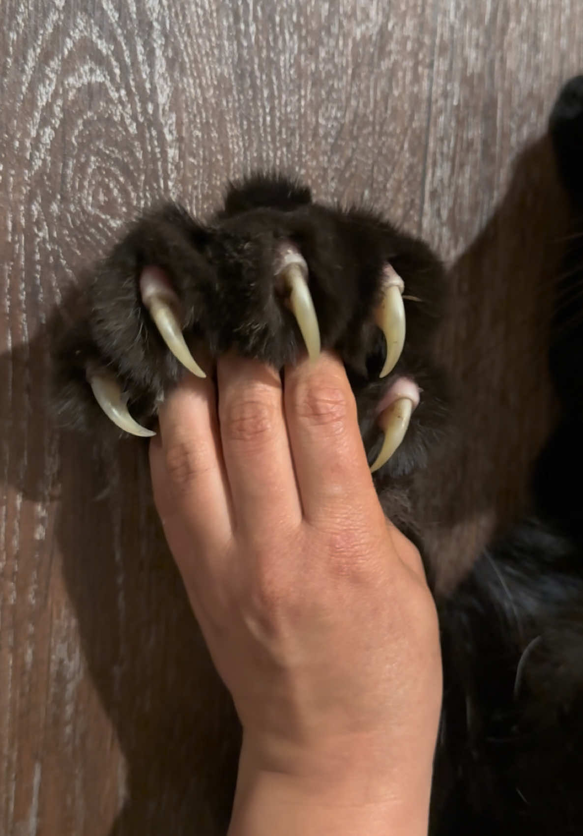 A post by @luna_the_pantera on TikTok caption: Оn the claws / off the claws 😂