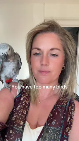 A post by @shelbythemacaw on TikTok caption: Erm there’s not such thing actually #thatwasrude #parrots #shelbythemacaw 