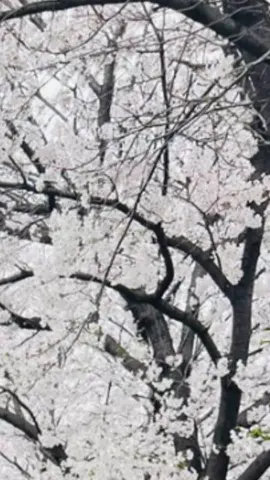 A post by @montyjaick on TikTok caption: 🫰😔🫰