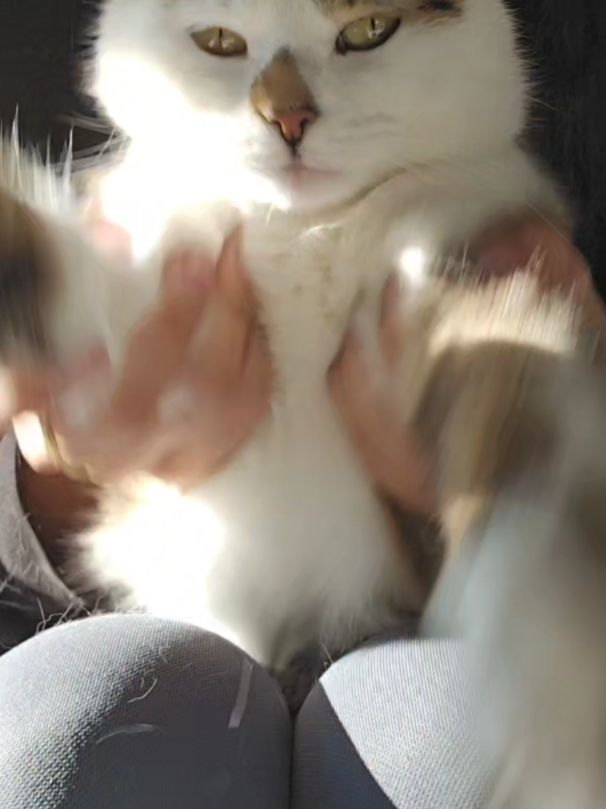 A post by @linda_mariposa on TikTok caption: 🐈