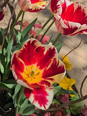 A post by @chimeracostumes on TikTok caption: 2025 Tulip Festival in Holland MI was gorgeous #michigan #puremichigan #flowers #travel #spring 