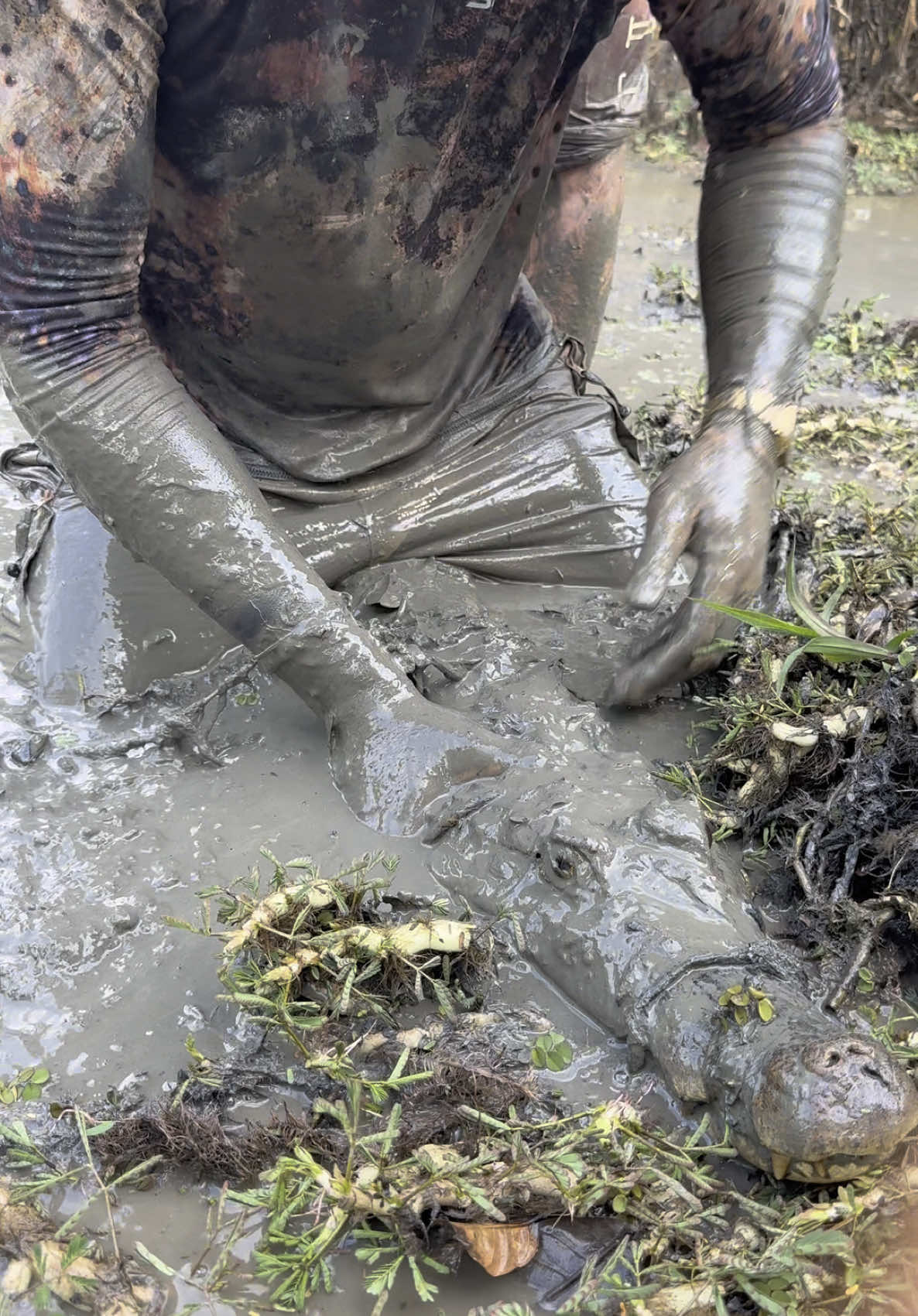 A post by @fishingarrett on TikTok caption: Looking for a 20 foot anaconda! #wildlife#viralvideo#funny#educational#conservation#professional#yoink#snake#frog#foryoupage#spider#fyp#snakes#animals#nature#explore#adventure#crazy 