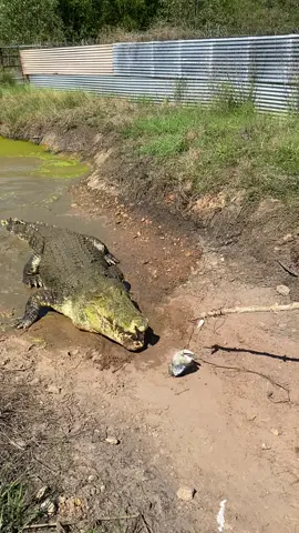 A post by @mattwrightau on TikTok caption: @topendsafaricamp 