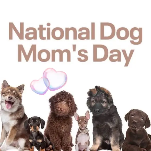 A post by @catherinelenciofficial on TikTok caption: Happy National Dog Mom’s Day to dog moms!!!! #yorkshireterrier #beagle #yorkiesofinstagram #beaglesofinstagram #gracie #puddin #yorkiemom #beaglemom #fyp #foryoupageシ #fypageシ #fypシ #yorkiesoffacebook #yorkiesoftiktok #yorkiesofpinterest #yorkiesofsnapchat #yorkiesofblogger #yorkiesofpatreon #yorkiesoftwitter #yorkiesofyoutube #yorkiesoftwitch #yorkiesofcameo #beaglesoffacebook #beaglesoftiktok #beaglesofpinterest #beaglesofsnapchat #beaglesofblogger #beaglesofpatreon #beaglesoftwitter #beaglesofyoutube #beaglesoftwitch #beaglesofcameo 