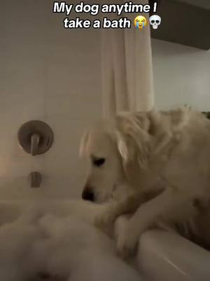 A post by @barstoolsports on TikTok caption: Doggo wanted in 😂 @I Can’t Even (via:@Sophia🧚🏻‍♀️) 