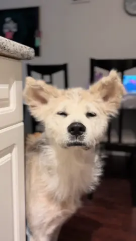 A post by @naokisugarboo on TikTok caption: Mr. #naoki 