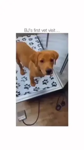 A post by @cutedogsonline on TikTok caption: Funny dogs  🐕 😄 #dog #dogs .