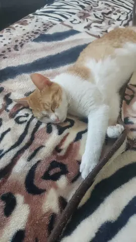 A post by @valeriaelisabeta22 on TikTok