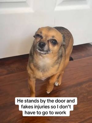 A post by @thepetcollective on TikTok caption: You can't leave without me mom!! Look! 🤣  (Via - @binkythechichi2) #DogsOfTikTok #Chihuahua #Fyp