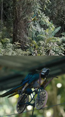 A post by @shelbythemacaw on TikTok caption: Every cup makes a difference. But not in the vague, feel-good way you're used to hearing.  When you buy a bag of coffee from @The Aviary Coffee Shop, you're helping fund the real work of getting trafficked macaws back to the wild in Honduras. That means building aviaries where they can relearn to fly. Feeding them, sometimes by hand, until they're strong enough to go. And yes — one day, opening the doors and watching them rise into the skies of Copán, Honduras. This is what your morning coffee does.  There is no easier way to make such a massive difference. Head to the link in the bio or Google The Aviary Coffee Shop, and pick a speciality, small-batch roasted coffee in whole bean or ground, and enjoy a delicious morning brew of speciality grade coffee whilst feeding a chick in preparation for release into Honduras.   #CoffeeThatMatters #TheAviaryCoffee #EthicalCoffee #SpecialityCoffee #wildcoffee #BirdFriendlyCoffee #specialitycoffee #theaviarycoffee 