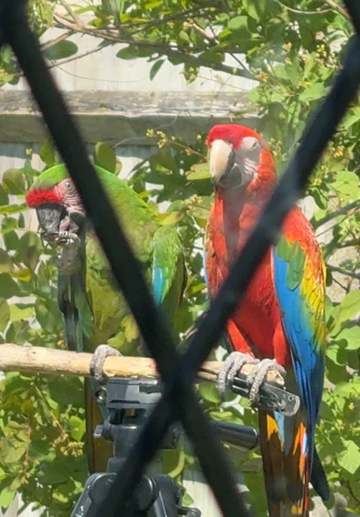 A post by @shelbythemacaw on TikTok caption: 5 years of free flying successfully. 5 years of giving my all to these animals who didn’t ask to be here, in captivity. 5 years of dedicating everything and refusing to give up on them and everything they deserve. And I’ve never been prouder of anything. (Except maybe my two unbelievable children of course 🥰) #freeflying #freeflight #macaws #macaw #petparrot #exoticpets #viral 
