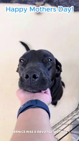 A post by @bigdogranchrescuefl on TikTok caption: This Mother’s Day, we honor the moms who gave everything… and are still waiting. 🌷 Bernice was a devoted mother, pouring all her love into her puppies. She watched them grow, thrive, and leave for forever homes—until she was the only one left behind. Now, she waits with the same open heart, hoping someone will choose her next. Ella raised nine beautiful puppies. They’ve all been adopted, but she’s still here. Still waiting. She came to us from Alabama, and now this amazing soul is hoping for a home of her own, for the very first time. This Mother’s Day, let’s not forget the mothers still longing to be loved. Open your heart to Bernice or Ella and apply at www.bdrr.org/adopt 💝 💙 Donate: www.bdrr.org/miracle-fund 🐶 Lifesaving Member: www.BDRR.org/lifesaver 🐾 Adopt: www.BDRR.org/adopt ✨️ Foster: www.BDRR.org/foster 💲Venmo: @bigdogranchrescue 💰CashApp: @bigdogranchrescue 💵 Zelle: finance@bdrr.org #bdrr #bigdogranchrescue #dogrescue #rescuedog #AdoptDontShop #adoptadog #foreverhome #MiracleDog #DogRescue #LifeSavingCare #SupportRescue #MiracleFund #DogRecovery #DogsOfInstagram #RescueDogsRock #BddrMiracleFund #HelpDogs #EveryDogDeservesAChance #MiracleInTheMaking