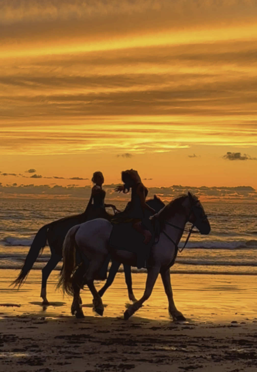 A post by @essaouirahorseparadise on TikTok caption: Golden sunset ⭐️💛🌟 Riders : @Maetriarchy Events  👉🏼 We are a Travel Agency based in Essaouira (Morocco). Join us for an unforgettable horseride holidays. Ride the best horses in town, and meet the best team of riders.  . . . . . . #horses #horsesoftiktok #horse #horsetok #equestrian #fyp #cheval #fypage #Viral #viralvideo #pferd #horsesontiktok #лошадь #horselove #essaouira #morocco #lovak #caballos #cavalli #girls #girlssupportgirls 