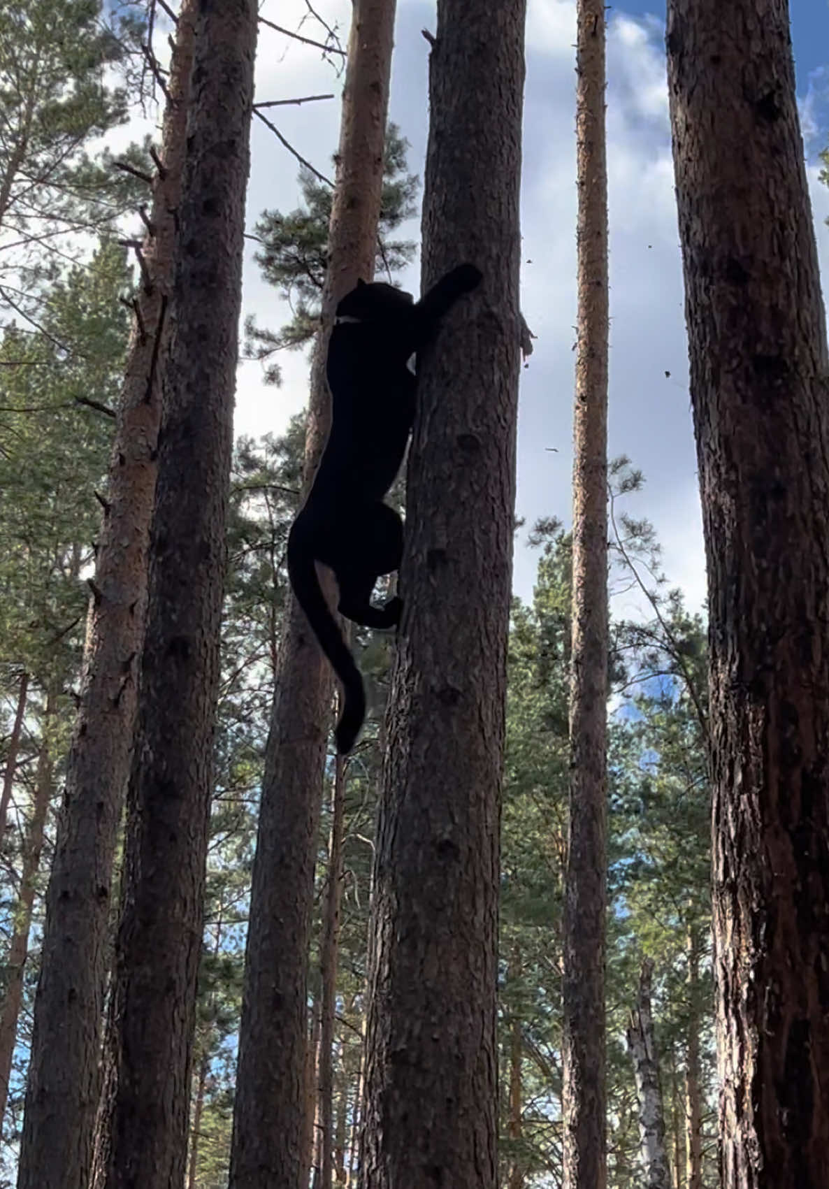 A post by @luna_the_pantera on TikTok caption: The panther in the forest 😁