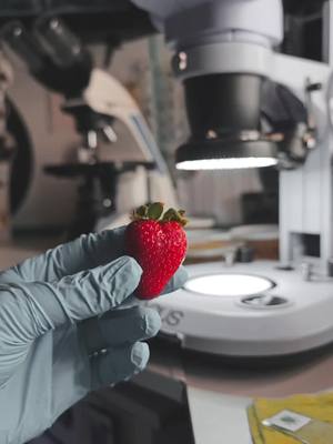A post by @mir_glazami_microscopa on TikTok caption: I USE 🔬 MAGUS STEREO 7B link in my bio #LEVENHUK @Четыре глаза 