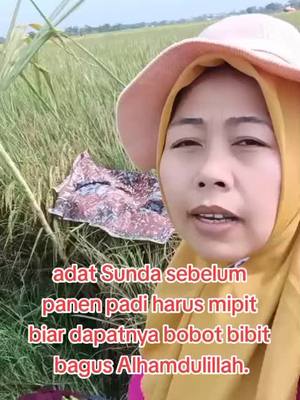 A post by @jennifer_arnelita_bell on TikTok caption: #jennifer #tkw #hongkong Alhamdulillah metik panen padi aminn