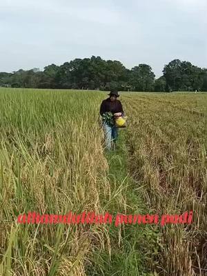 A post by @jennifer_arnelita_bell on TikTok caption: Alhamdulillah panen padi di sawah panass poll . haredang semangattt pejuang dolar 💰