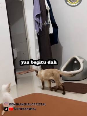 A post by @demikanimal on TikTok caption: NUMPANG LEWAT #dubbing #dubbinglucu #dubbinghewan #dubbingbinatang #demikanimal #dubbingindonesia #demikfootball #fyp #foryou #foryoupage