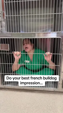A post by @waltergeoffrey on TikTok caption: @Dreaming Summit Animal Hosp I’m offended. We don’t sound like that… #frenchbulldog ##Stitch #frenchiehumor #ifeelattacked #waltergeoffreythefrenchie #frenchiesoftiktok #fyp #vethumor 