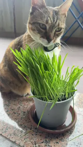 A post by @martina.cammara7 on TikTok caption: #fyp #perte #cats