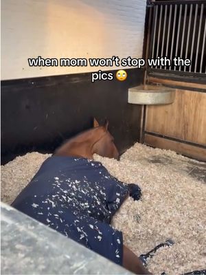 A post by @lgct_official on TikTok caption: I know I’m super cute & all but what does it take to get a sleep around here 😒🤣 Bed goals tho 🤭 📸 Chaccophaine post Shanghai @Zoe Conter 🥰 #showjumping #LGCT #horsetok #equestrian #sleepyhorsie 