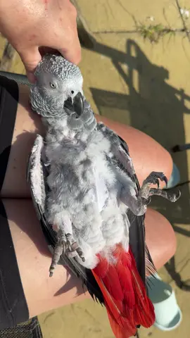 A post by @shelbythemacaw on TikTok caption: This is how I spend my days in the sun, once I’ve shipped out your parrot friendly coffee of course @The Aviary Coffee Shop #freeflying #petparrot #exoticpets #viral #CoffeeThatMatters #shelbythemacaw #africangrey 