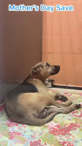 A post by @bigdogranchrescuefl on TikTok caption: 🚨 URGENT RESCUE 🚨 This is Bear. Just 6 months old and already fighting for his life. On Mother’s Day, we got the call: Bear had been hit by a car. But X-rays revealed something even worse… a foreign metal object in his stomach. He’s scared, confused, and in pain. Today, Bear undergoes emergency surgery to remove the object and assess damage to his paws. It’s going to be a long road… But Bear has something many don’t. A second chance. If you’d like to help Bear and dogs like him, please donate to our Miracle Fund: www.bdrr.org/miracle-fund ✨️ 💙 Donate: www.bdrr.org/miracle-fund 🐶 Lifesaving Member: www.BDRR.org/lifesaver 🐾 Adopt: www.BDRR.org/adopt ✨️ Foster: www.BDRR.org/foster 💲Venmo: @bigdogranchrescue 💰CashApp: @bigdogranchrescue 💵 Zelle: finance@bdrr.org #bdrr #bigdogranchrescue #dogrescue #rescuedog #AdoptDontShop #adoptadog #foreverhome #MiracleDog #DogRescue #LifeSavingCare #SupportRescue #MiracleFund #DogRecovery #DogsOfInstagram #RescueDogsRock #BddrMiracleFund #HelpDogs #EveryDogDeservesAChance #MiracleInTheMaking