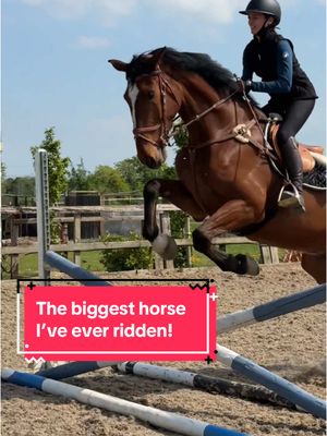 A post by @mollyandthegreys on TikTok caption: The way I didn’t even want to trot and ended up jumping?¿?¿ 😀 (I can reveal he is 18hh) @Sandstorm Equestrian  #horses #equine #horse #equestrian #horseriding #horsetok #horsegirl #horsesoftiktok #equestrianvibes #equestriantiktok #fyp #foryou #abcxyz 