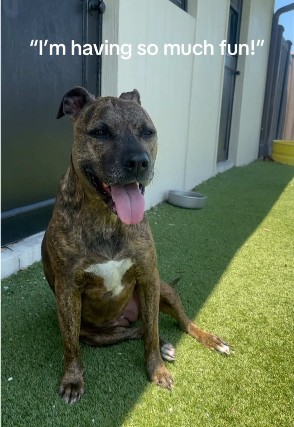 A post by @bigdogranchrescuefl on TikTok caption: Some bonds are just too special to break. Meet one of our bonded besties, Erin and Emilia! 👯‍♀️✨ These two rescue pups play together, nap side-by-side, and even get a little anxious when they’re apart. That’s why we’re looking for one perfect home for both of them. A home that understands that love like this doesn’t come around often, and when it does, it deserves to stay together.  If you’ve got room in your heart (and home) for double the tail wags, double the cuddles, and double the joy, come meet this inseparable pair! 🫶🐾 📍Big Dog Ranch Rescue in Loxahatchee Groves, Florida www.bdrr.org/adopt📍 💙 Donate: www.bdrr.org/miracle-fund⁠ 🐶 Lifesaving Member: www.BDRR.org/lifesaver⁠ 🐾 Adopt: www.BDRR.org/adopt ⁠ ✨️ Foster: www.BDRR.org/foster 💲Venmo: @bigdogranchrescue⁠ 💰CashApp: @bigdogranchrescue⁠ 💵 Zelle: finance@bdrr.org⁠ ⁠ #bdrr #bigdogranchrescue #dogrescue #rescuedog #AdoptDontShop #adoptadog #foreverhome #MiracleDog #DogRescue #LifeSavingCare #SupportRescue #MiracleFund #DogRecovery #DogsOfInstagram #RescueDogsRock #BddrMiracleFund #HelpDogs #EveryDogDeservesAChance #MiracleInTheMaking  #fureverhome #besties #bestfriend #BestFriends #bondedpair #bonded #soulmates #doublethelove 