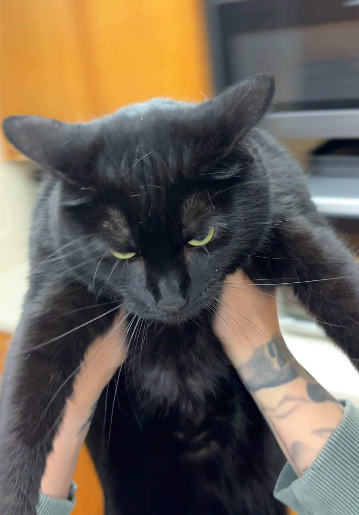 A post by @nikk_nikk_ on TikTok caption: She loves to hate me😅 #fyp #catsoftiktok 