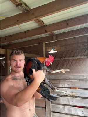 A post by @2guysandsomeland on TikTok caption: Chicken legs are supposed to be this long right? 😅 🐓 #foryou #chickensoftiktok #chickens #backyardchickens #weird #fypシ 
