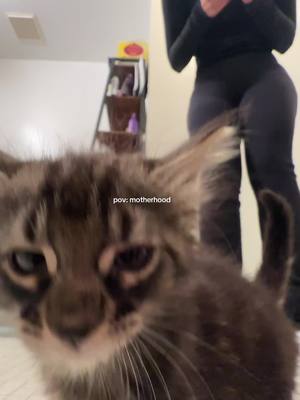 A post by @sanrizzle on TikTok caption: If you’re interested in adopting one/both, the link to apply is in my bio (their names are Kat Williams and Mr. Meowgi)