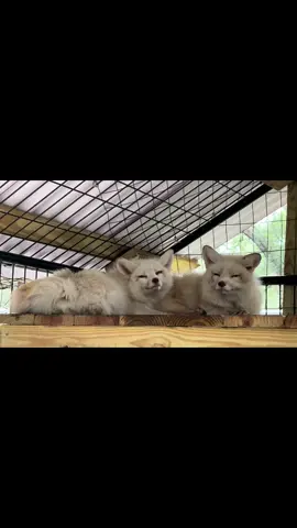 A post by @foxtalesflorida on TikTok caption: Ceasar and Luna love. 