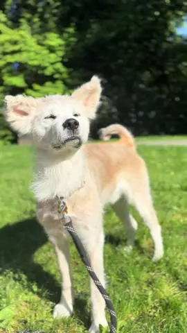 A post by @naokisugarboo on TikTok caption: Mr. #naoki @Wes Anderson Point 