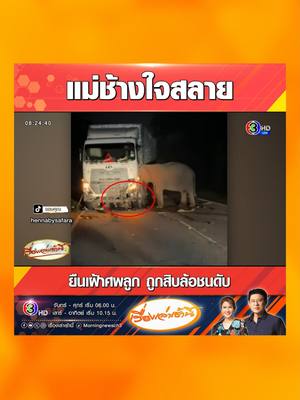 A post by @morningnewsch3 on TikTok caption: สะเทือนใจ แม่ช้างใจสลาย ยืนเฝ้าศพลูกหลายชั่วโมง ตั้งแต่ฟ้ามืด-ฟ้าสว่าง ไม่ยอมไปไหน หลังลูกถูกรถสิบล้อชนดับ ขณะข้ามถนนกะทันหัน ร่างติดใต้ท้องรถ เหตุเกิดที่ประเทศมาเลเซีย #เรื่องเล่าเช้านี้ #ข่าวช่อง3 #ข่าวโซเชียล #ข่าวต่างประเทศ #สะเทือนใจ #แม่ #ช้าง #ใจสลาย #ลูกช้าง #แม่ช้าง #รถสิบล้อ #ข้ามถนน #กะทันหัน #มาเลเซีย
