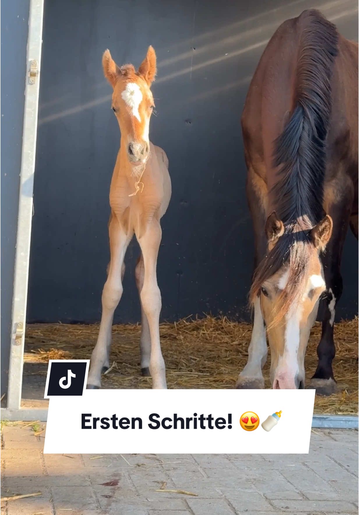 A post by @chaospony_ on TikTok caption: Ihre ersten Schritte! 🥹🐴 Instagram: Chaospony 📍 Q: Ich brauche tolle Ideen für einen Spitznamen! Gerne in die Kommentare! 😍 #asmrjanina #fyp #fypage #fürdich #fy #equestrianlife #vlog #viralvideo #trendiing #horsesoftiktok #pov #geburt #fohlen #fohlengeburt #pferdemädchen 