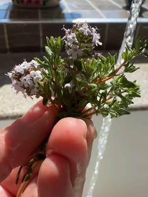 A post by @klautana on TikTok caption: Replying to @Alketa Mone #💜 #thyme #saturejaherba 