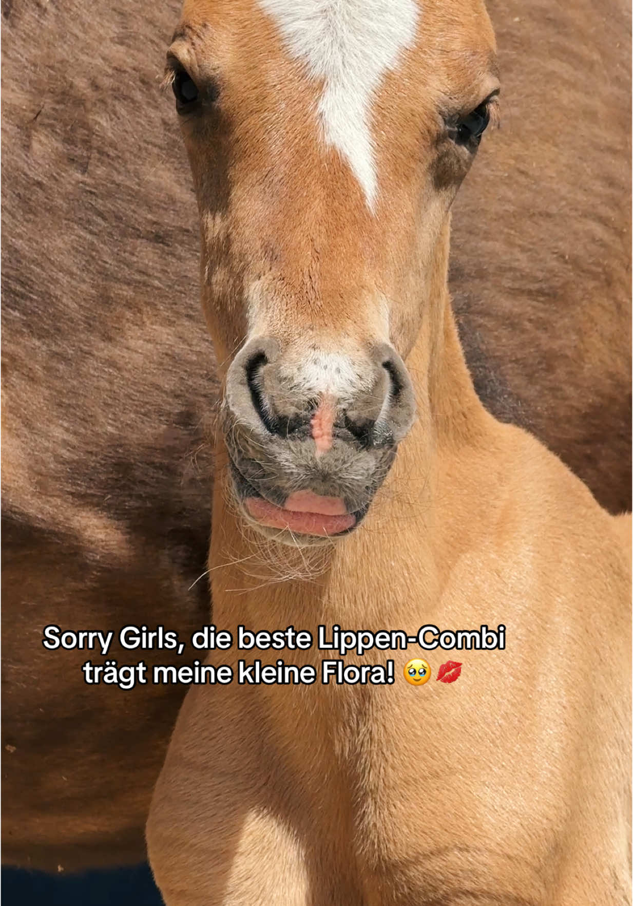 A post by @chaospony_ on TikTok caption: Dieser Mund ist zum knutschen! 🥺 Instagram: Chaospony 📍 #asmrjanina #fyp #fypage #fürdich #fy #equestrianlife #viralvideo #trendiing #horsesoftiktok #pov #fohlen #foryoupage #kiss #lippen #lippencombi #lipstick #makeup #fohlen 
