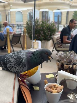 A post by @gmk on TikTok caption: Miteuse volaille 